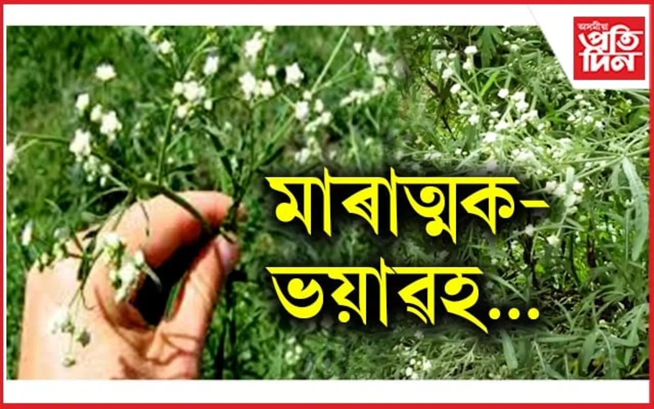 বন মহোৎসৱ : গছ-গছনি কমিছে, বাট-ঘাট ছানি ধৰিছে বিষাক্ত পাৰ্থেনিয়ামে...